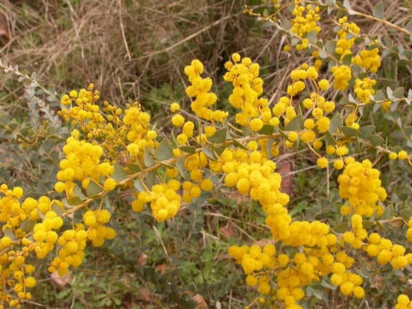 Acacia pravissima photo