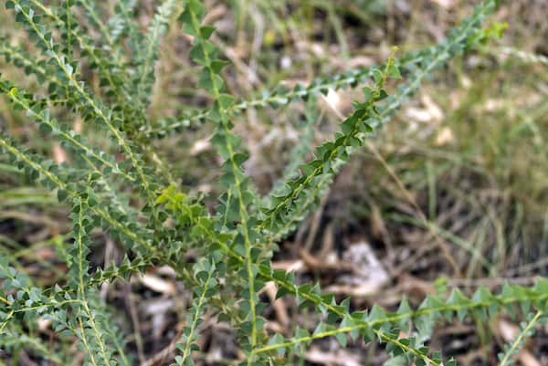 Acacia pravissima photo