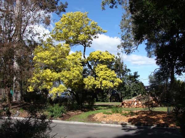 Acacia prominens photo