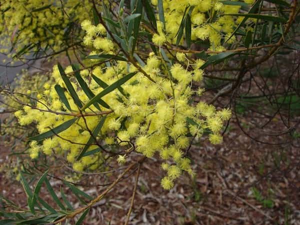 Acacia prominens photo