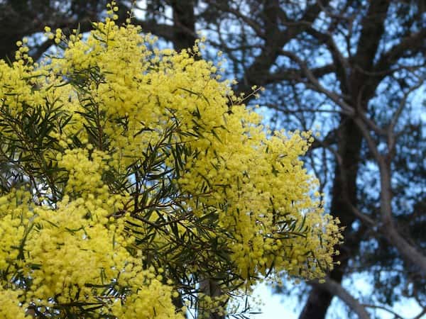 Acacia prominens photo