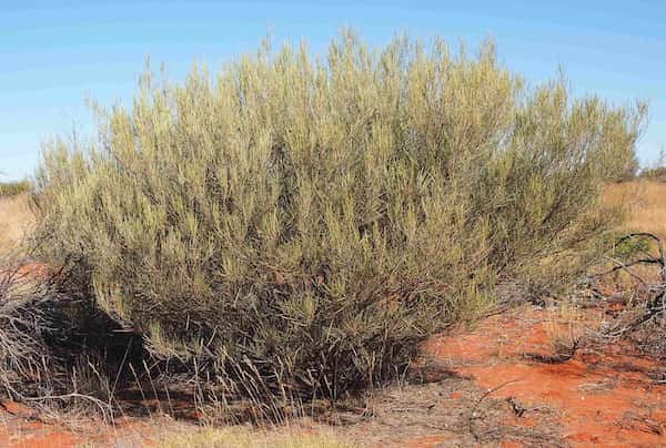 Acacia ramulosa photo