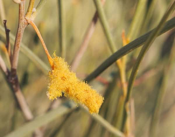 Acacia ramulosa photo