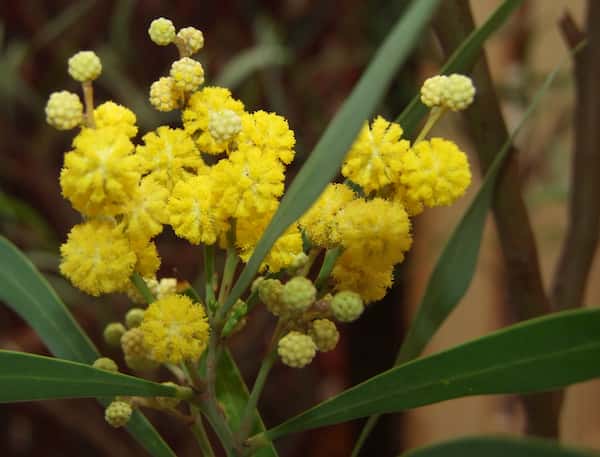 Acacia retinodes photo