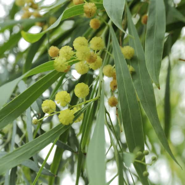 Acacia retinodes photo