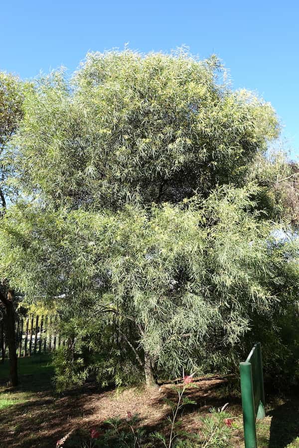 Acacia retinodes photo