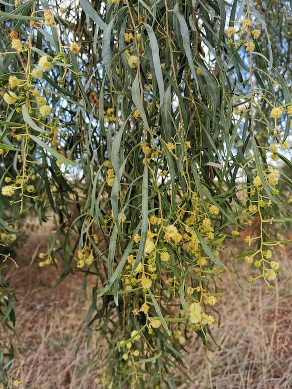 Acacia salicina photo