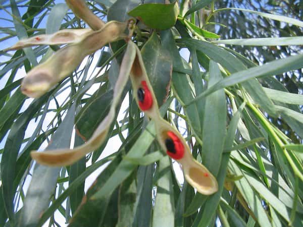 Acacia salicina photo