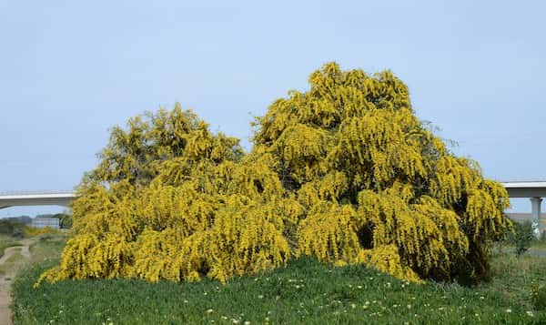 Acacia saligna photo