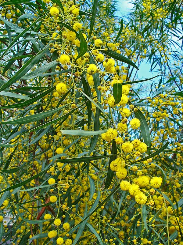 Acacia Saligna Golden Wreath Wattle