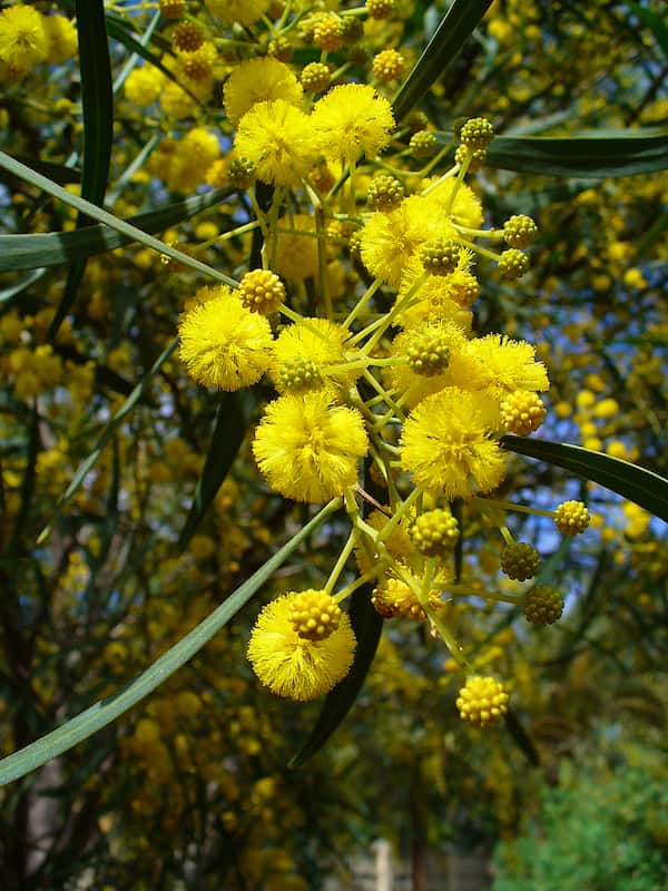 Acacia saligna photo