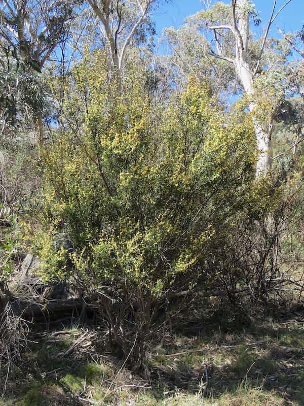 Acacia siculiformis photo