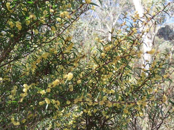 Acacia siculiformis photo