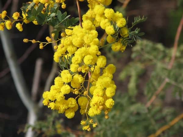 Acacia spectabilis photo