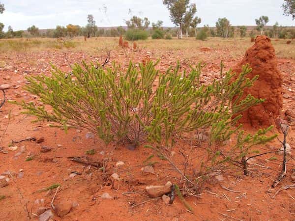 Acacia spondylophylla photo