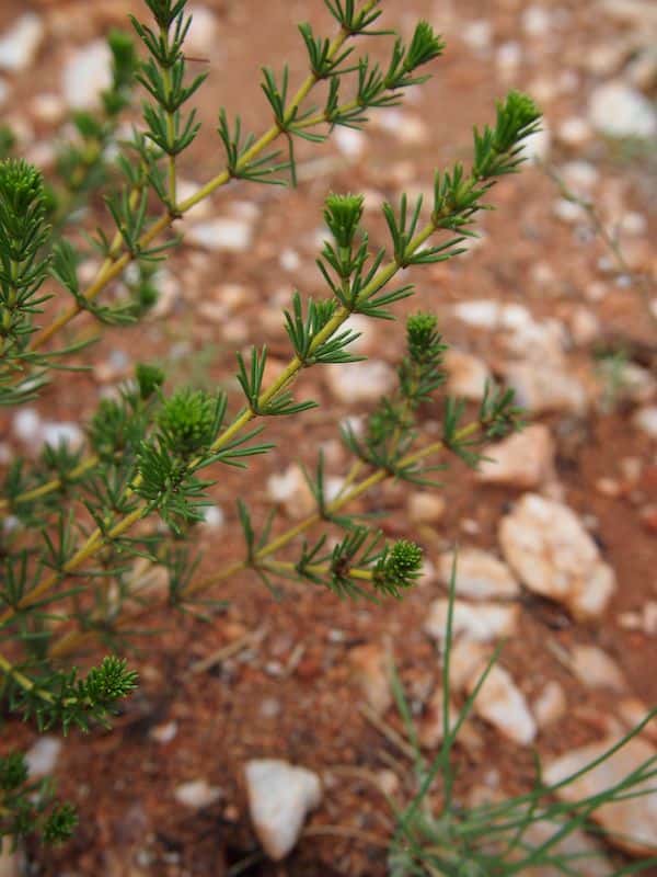 Acacia spondylophylla photo
