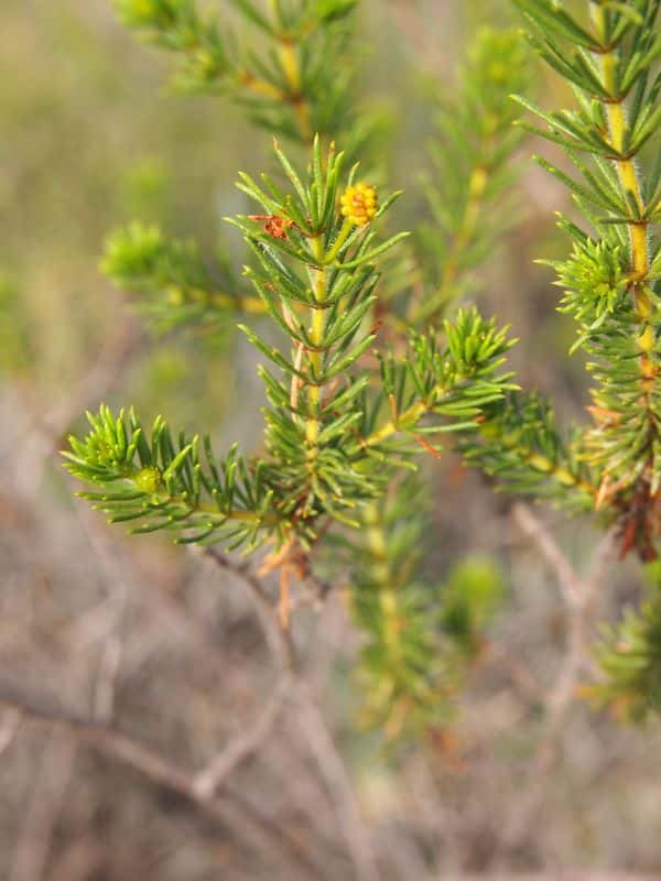 Acacia spondylophylla photo