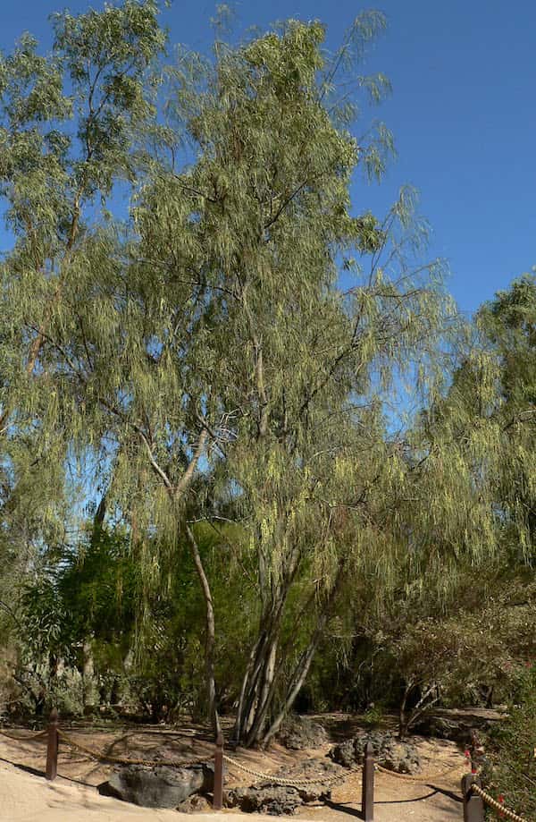 Acacia stenophylla photo