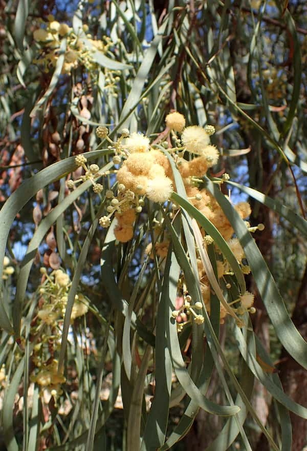 Acacia stenophylla photo