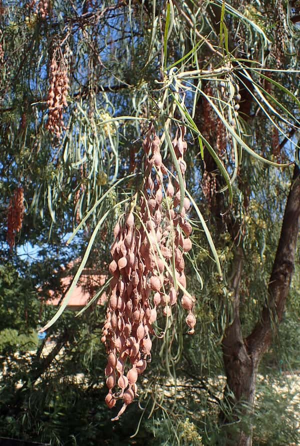 Acacia stenophylla photo