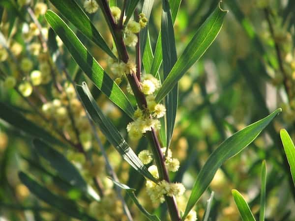 Acacia stricta photo