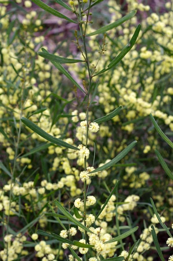 Acacia stricta photo