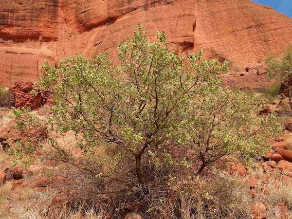 Acacia strongylophylla photo
