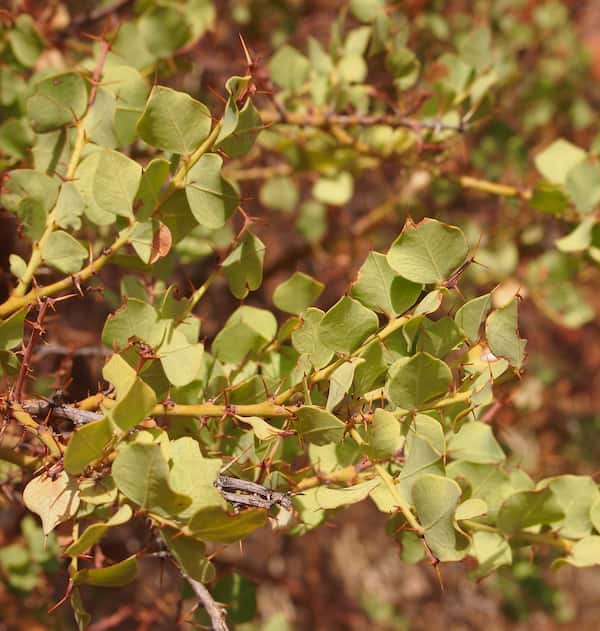 Acacia strongylophylla photo