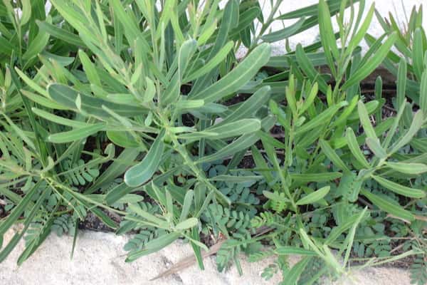 Acacia suaveolens photo