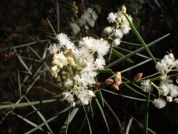 Acacia suaveolens photo