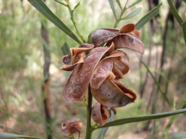 Acacia suaveolens photo