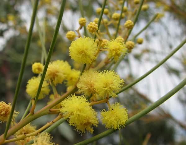 Acacia subulata photo