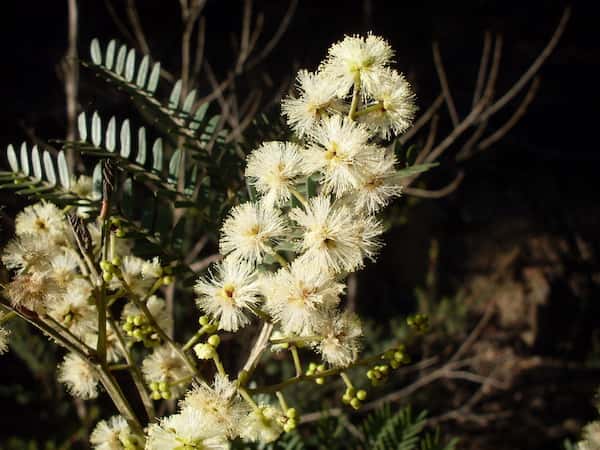 Acacia terminalis photo