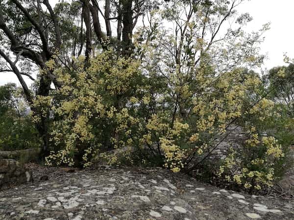 Acacia terminalis photo