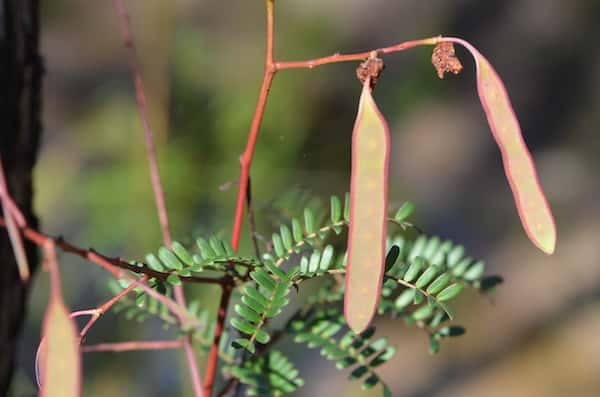 Acacia terminalis photo