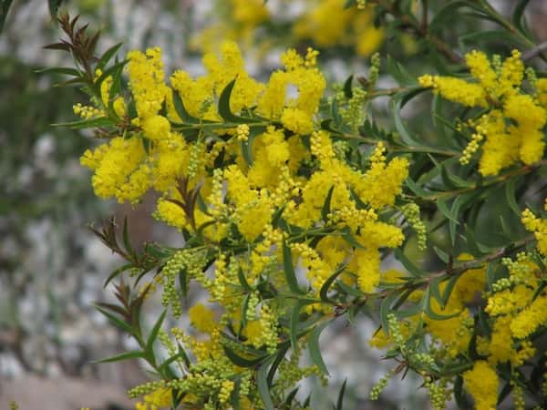 Acacia triptera photo