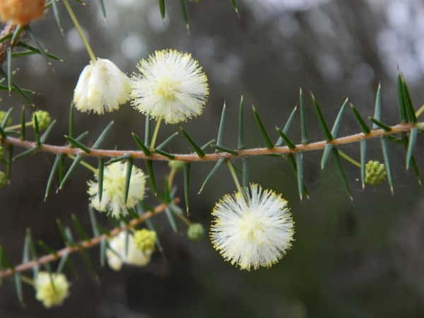 Acacia ulicifolia photo