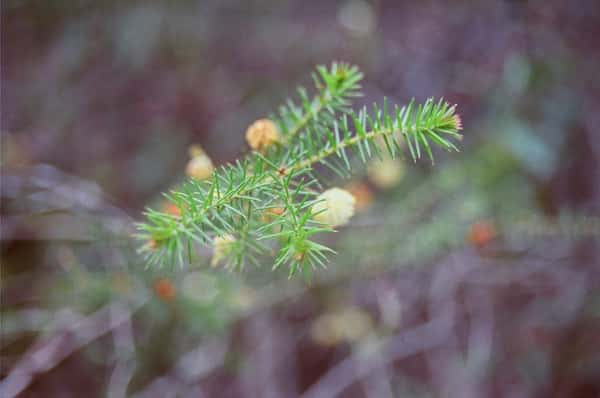 Acacia ulicifolia photo