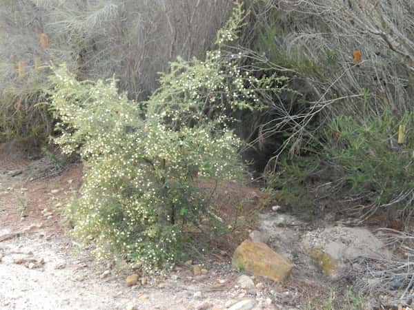 Acacia ulicifolia photo