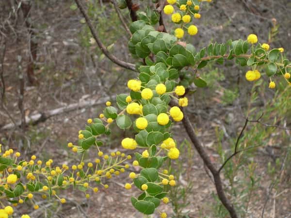 Acacia uncinata photo