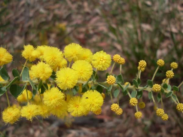 Acacia uncinata photo