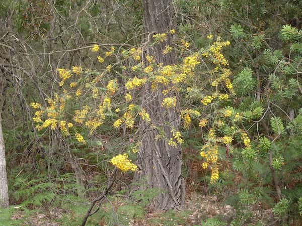 Acacia uncinata photo