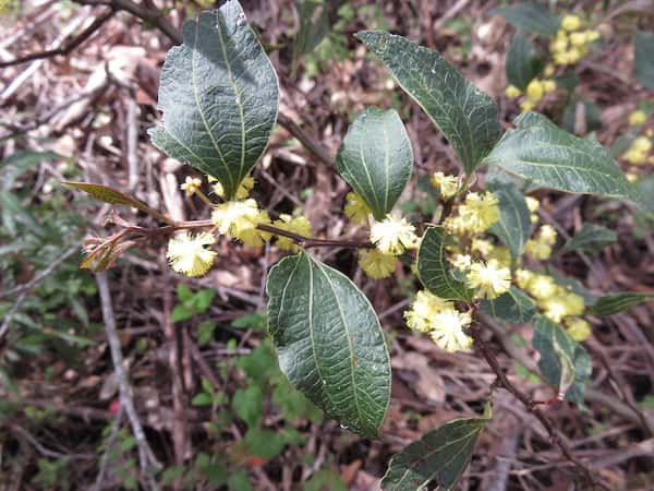 Acacia urophylla photo