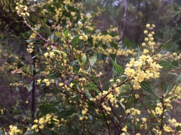 Acacia urophylla photo