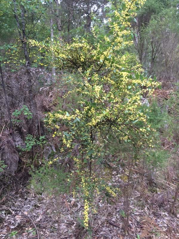 Acacia urophylla photo