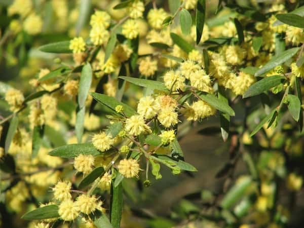 Acacia verniciflua photo