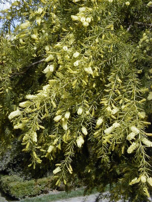 Acacia verticillata photo