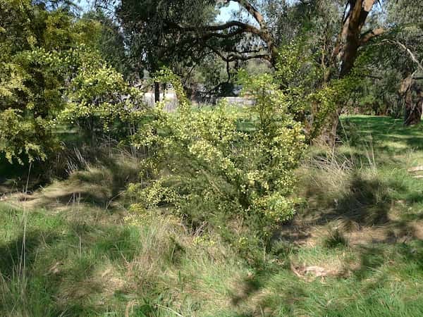 Acacia verticillata photo