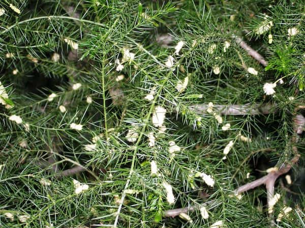 Acacia verticillata photo