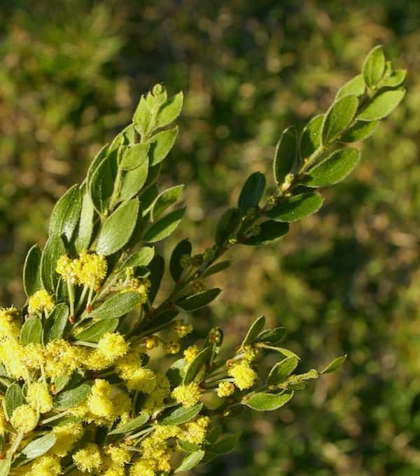 Acacia vestita photo